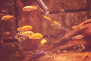 aquarium with colorful fishes photo