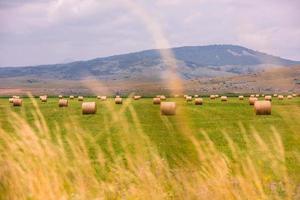 Rolls of hay in a wide field photo