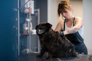 peluquero de mascotas mujer cortando pieles de lindo perro negro foto