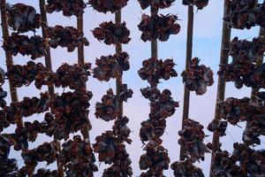 Air drying of Salmon fish on wooden structure at Scandinavian winter photo