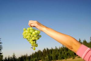 female hand holding grape cluster photo