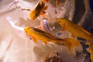 acuario con peces de colores foto