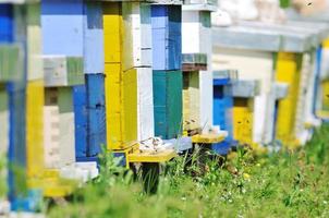 casa de abejas en el prado foto