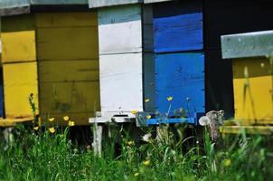 casa de abejas en el prado foto