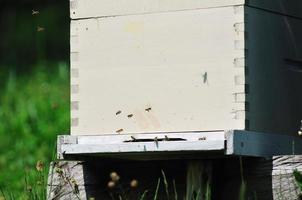 bee home at meadow photo