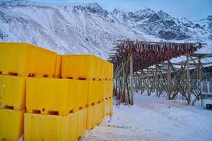 Air drying of Salmon fish on wooden structure at Scandinavian winter photo