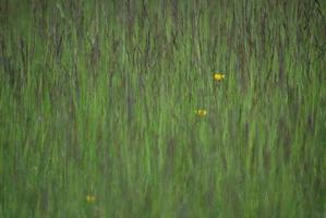 green grass background photo