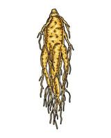 Hand drawn wild ginseng root isolated on white background. Botanical vector illustration in colored sketch style for packaging, logo, scientific articles design