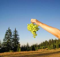 female hand holding grape cluster photo