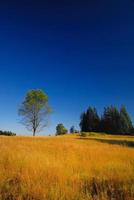 tree on meadow at sunny day photo