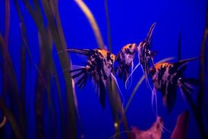 aquarium with colorful fishes photo