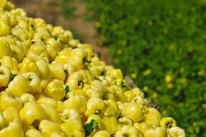 fresh organic food peppers photo