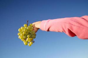female hand holding grape cluster photo