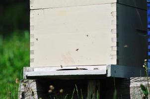 bee home at meadow photo