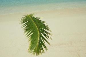 tropical beach landscape photo