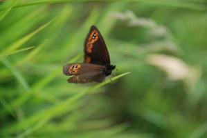 brow butterfly in grass photo