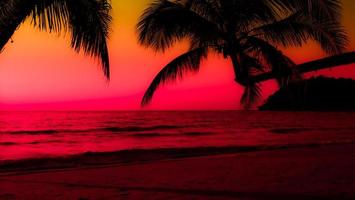 silueta de palmera en la playa durante la puesta de sol de una hermosa playa tropical sobre fondo de cielo rosa foto