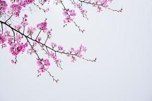 hermosas flores de cerezo rosa sakura con refrescante por la mañana en el fondo del cielo en japón foto