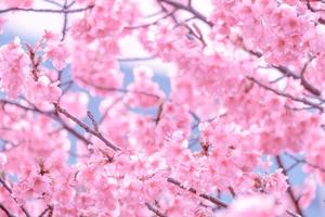 color pastel suave flor de cerezo sakura plena floración una temporada de primavera en japón foto