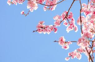 hermosas flores de cerezo rosa sakura con refrescante en la mañana sobre fondo de cielo azul en Japón foto