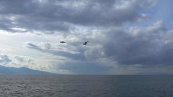 gaviota volando en el cielo video