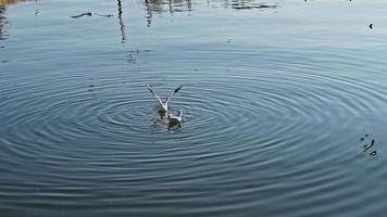 gabbiano su il mare acqua video