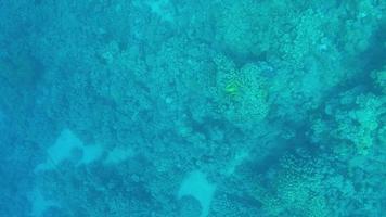Beautiful fish on the reefs of the Red Sea. video