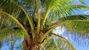 Tropical palm tree coconuts blue sky in Tulum Mexico. video