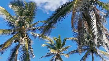 Tropical palm trees coconuts blue sky in Tulum Mexico. video