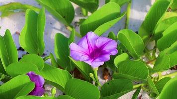 Pink purple morning glory Goats foot creeping beach flower Mexico. video