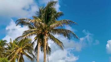 Tropical palm trees coconuts blue sky in Tulum Mexico. video