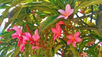 Plumeria tree bush with pink and yellow flowers in Mexico. video