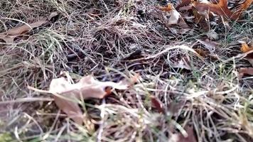 Dry foliage on dry ground shows drought due to extreme heat period and water shortage in arid climate and climate change in autumn with fire danger and fire hazard in global warming low angle view video