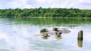 Herd of buffalo bathing in the river video