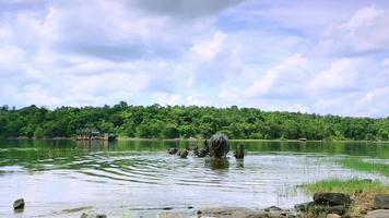 Herd of buffalo bathing in the river video