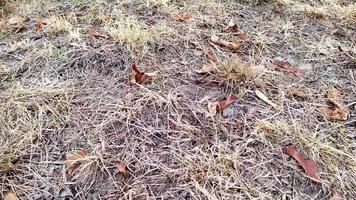 Dry foliage on dry ground shows drought due to extreme heat period and water shortage in arid climate and climate change in autumn with fire danger and fire hazard in global warming low angle view video