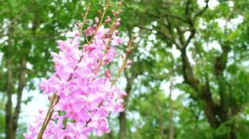 hermosas flores rosadas de orquídeas silvestres en el bosque video