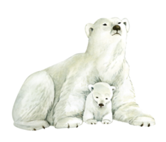 animal white polar bear with a bear cub on a white background, watercolor illustration. png