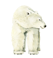 animal white polar bear watercolor illustration. png