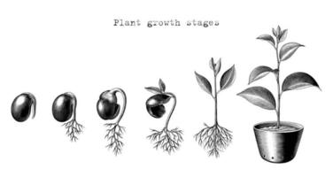 Plant growth stages hand drawing engraving style vector