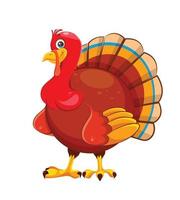 Cartoon turkey bird. Usable for Thanksgiving day. vector