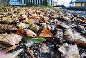 texture of dry autumn leaves in the Piedmontese Langhe in autumn photo