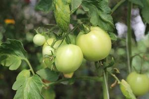 frutos de tomate maduros en un invernadero foto