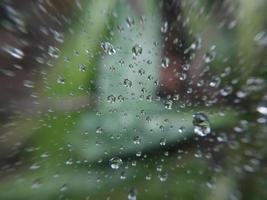 Dew drops lie on a cobweb photo