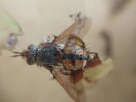 A fly crawls over plants in the garden photo