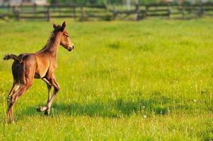 vista de la naturaleza del caballo foto