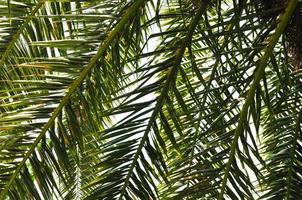 palm branches background photo