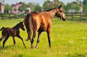 Horses in field photo