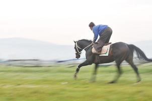 horse nature view photo