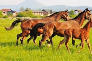 Horses in field photo